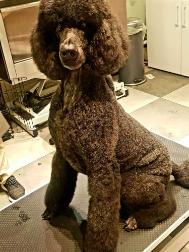 Harmony Dogs Hundefrisør Hundesalon Pelspleje Til Hunde