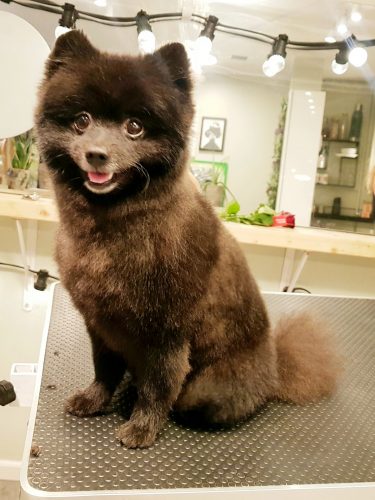 Harmony Dogs Hundefrisør Hundesalon Pelspleje Til Hunde