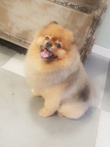 Harmony Dogs Hundefrisør Hundesalon Pelspleje Til Hunde