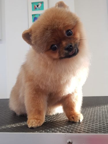 Harmony Dogs Hundefrisør Hundesalon Pelspleje Til Hunde