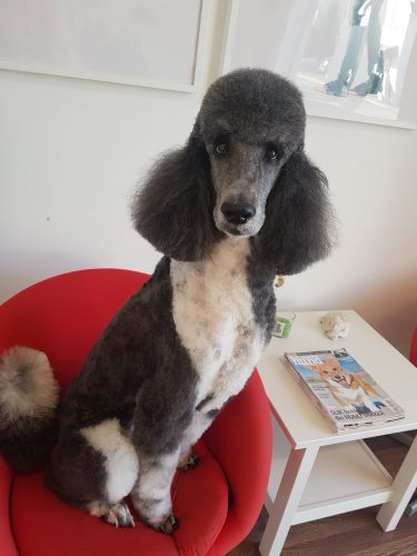 Harmony Dogs Hundefrisør Hundesalon Pelspleje Til Hunde